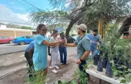 Hermosillenses aprovechan donacin de rboles nativos