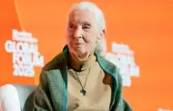 Muere Jane Goodall, cientfica que dedic su vida al estudio de los chimpancs