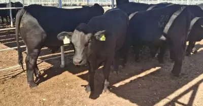 Entrega de apoyos a ganaderos