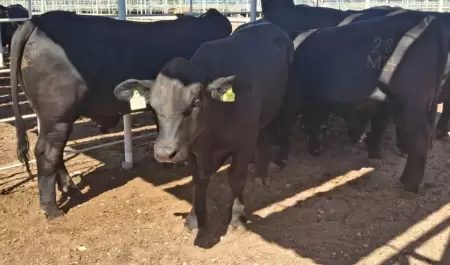 Entrega de apoyos a ganaderos