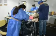 Hermosillo, a punto de romper rcord histrico de castraciones de perros y gatos