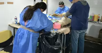 Castraciones de perros y gatos