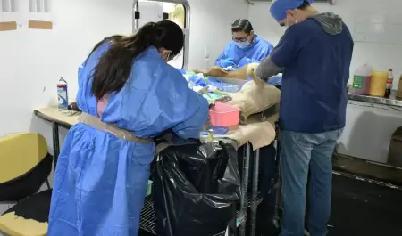 Castraciones de perros y gatos