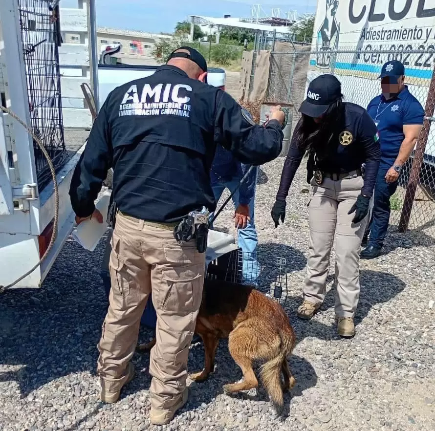 Rescatan a 30 perros en Hermosillo