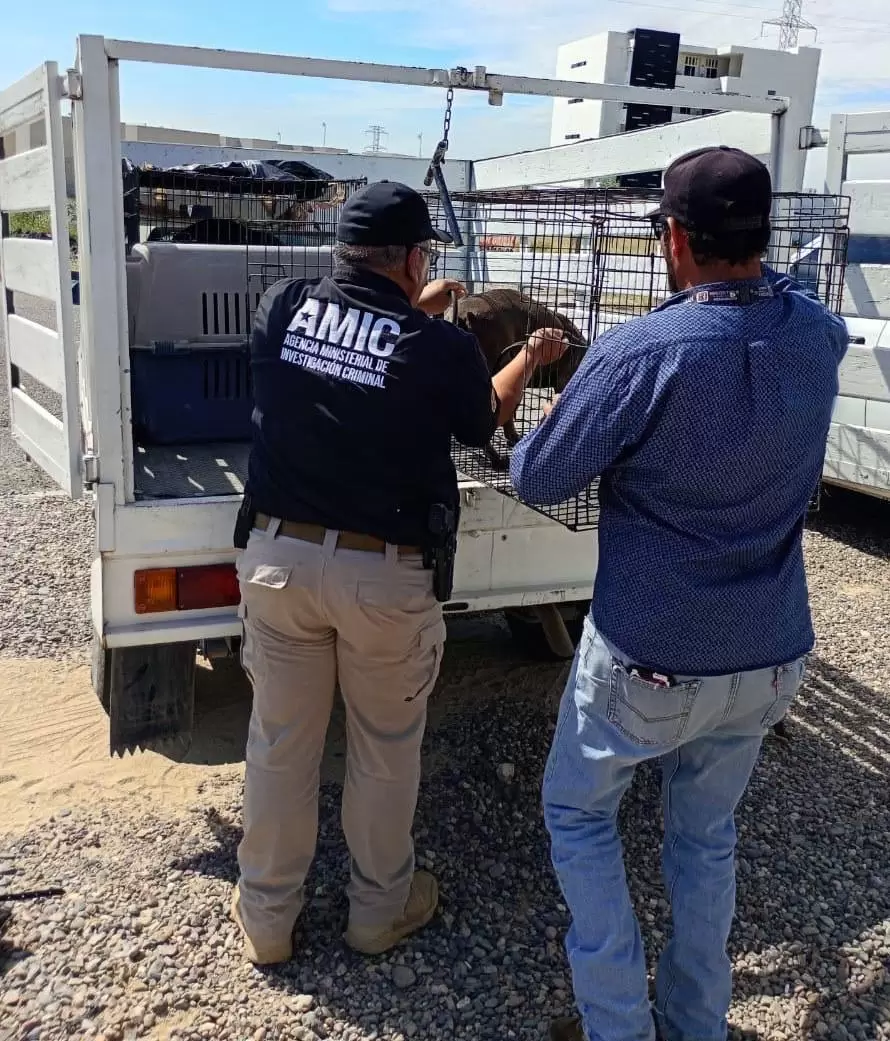Rescatan a 30 perros en Hermosillo