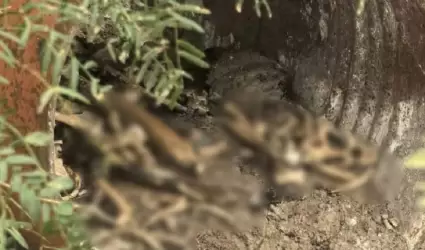 Un nuevo campo de exterminio fue localizado