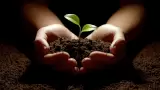 reforestaci�n