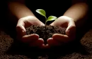 Realizarn colectivos y ayuntamientos mega-reforestacin del Ro Sonora
