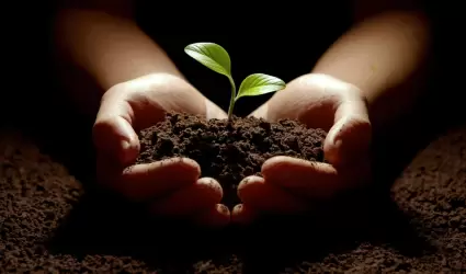 reforestacin