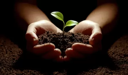 reforestacin
