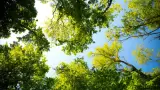 clima, soleado, rboles
