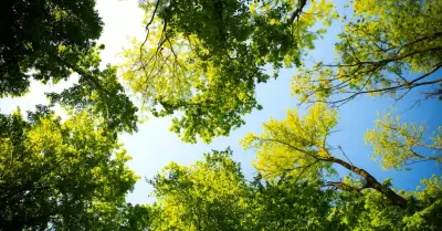 clima, soleado, rboles