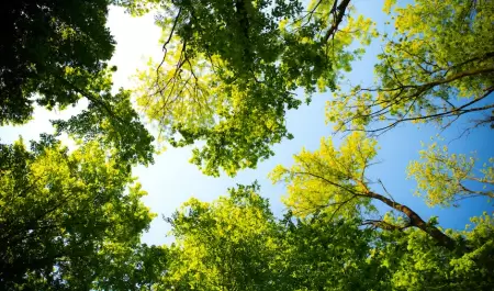 clima, soleado, rboles