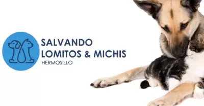 Salvando a Lomitos y Michis