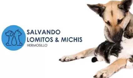 Salvando a Lomitos y Michis