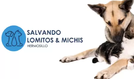Salvando a Lomitos y Michis