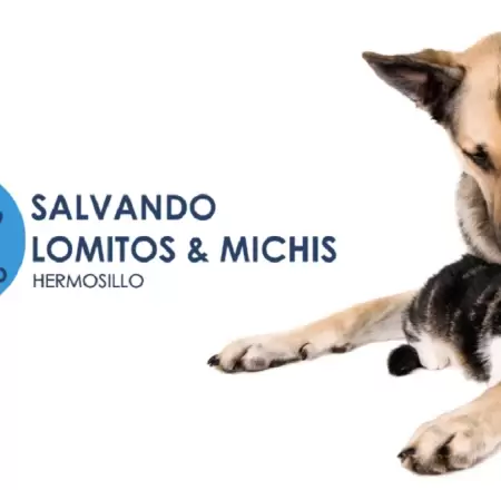 Salvando a Lomitos y Michis