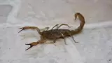 Alacrn