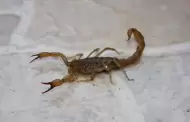 Muere nia por picadura de alacrn en jardn de nios en Hermosillo