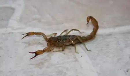 Alacrn