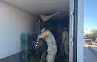 Aseguran cargamento con 1,175 kilos de droga en San Luis Río Colorado