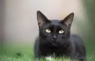 Llaman a no dar en adopción gatos negros previo a Halloween