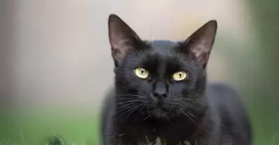 gato, mascota, felino, gato negro,
