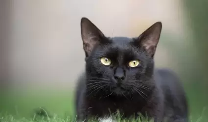 gato, mascota, felino, gato negro,