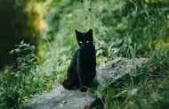 Gatos negros y blancos: su maldición durante Halloween