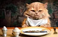 La salud de tu gato comienza en su plato