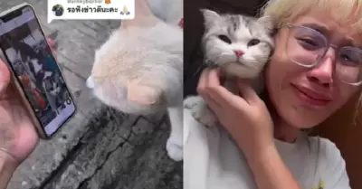 La chica que pidi ayuda a los gatos