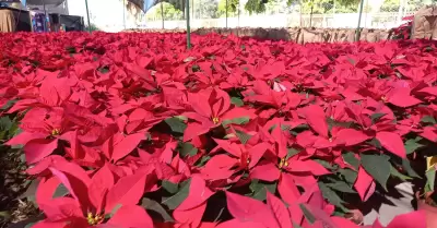 Venta de nochebuenas