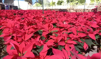 Venta de nochebuenas