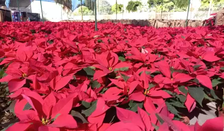 Venta de nochebuenas