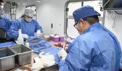 Esterilizaciones gratuitas