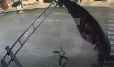 Paracaidista queda atorado en estructura se semforo