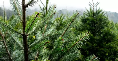 Pinos naturales de Navidad