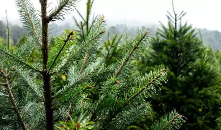 Pinos naturales de Navidad