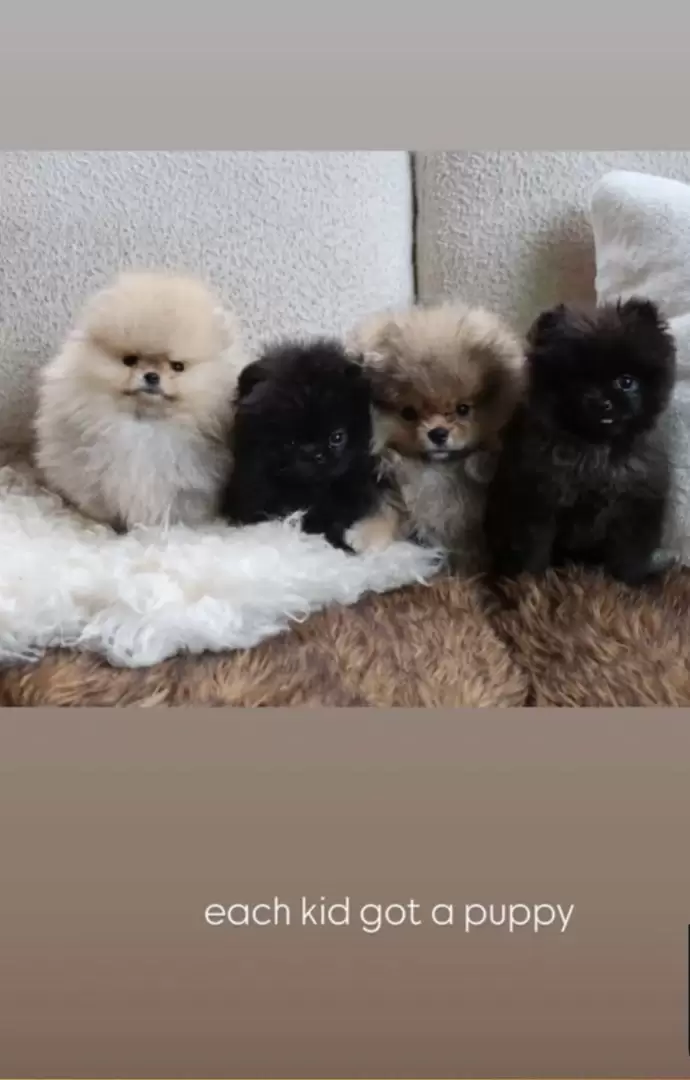 PETA critica a Kim Kardashian por regalar perros en Navidad