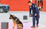 K-9 de la PESP, aliados clave contra el crimen en Sonora