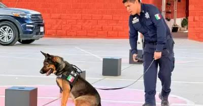 K-9