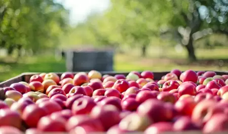 manzanas, frutas, granja, comida, cosecha,