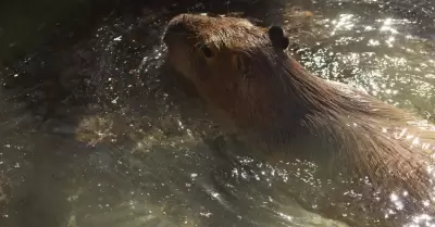 Capibara