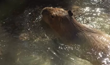 Capibara