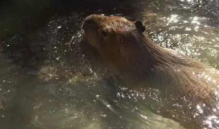 Capibara