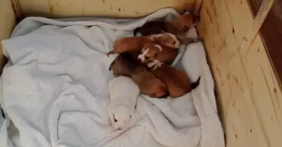 Colecta de cobijas y su�teres para perros en situaci�n de calle.