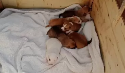 Colecta de cobijas y su�teres para perros en situaci�n de calle.