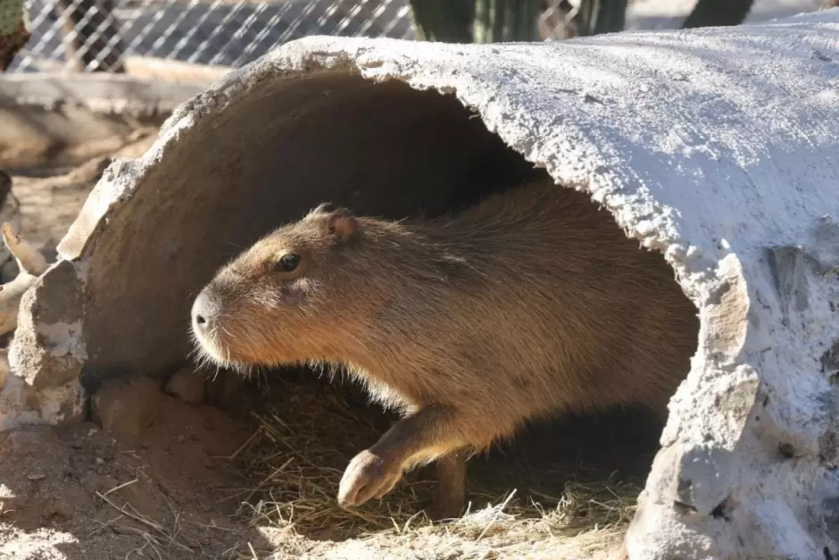 Capibara.