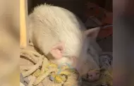 Henry, el cerdito que se rob� el coraz�n de una familia hermosillense