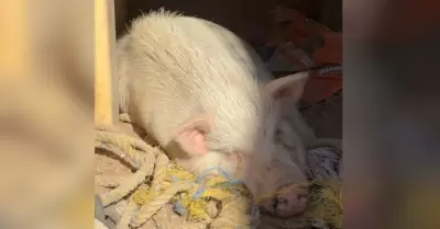 Henry, cerdo rescatado